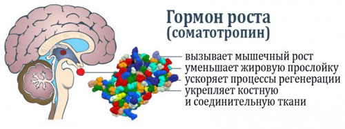 что такое гормон роста