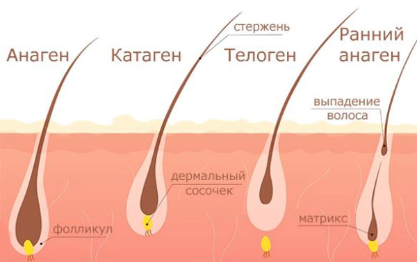 стадии жизни волоса